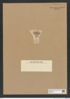 Diatomeae indet. Zeichnungen Sammlung Grunow Nr. 8457 (NHMW-BOT-W0377915)